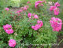 Pink Carpet ™ rose photo