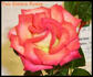 Best of 04 rose photo