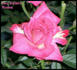 Heartland Lady rose photo