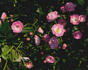 Elizabeth Lawrence rose photo