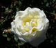 Golden Peace rose photo