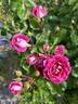 Let's Celebrate rose photo
