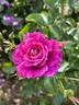 Let's Celebrate rose photo