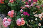Mary Ann rose photo