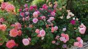 Mary Ann rose photo