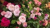 Mary Ann rose photo