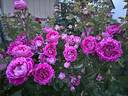 Let's Celebrate rose photo