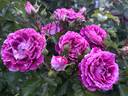 Let's Celebrate rose photo