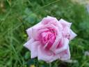 Lucie Nicolas Meyer rose photo