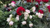Pashmina ® rose photo