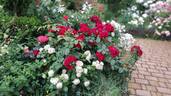 Pashmina ® rose photo