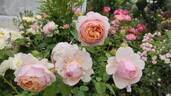Peter-Paul Rubens® rose photo