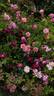 Prix P. J. Redouté rose photo