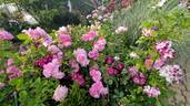 Prix P. J. Redouté rose photo