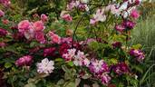 Prix P. J. Redouté rose photo