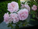 Rosenprofessor Sieber ® rose photo