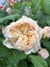 Troilus rose photo