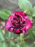 Dottie rose photo