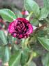 Dottie rose photo