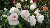 Stephanie Baronin zu Guttenberg rose photo