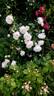 Stephanie Baronin zu Guttenberg rose photo