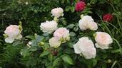 Stephanie Baronin zu Guttenberg rose photo