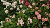 Stephanie Baronin zu Guttenberg rose photo