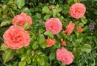 Tatton rose photo