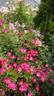 Tommelise rose photo