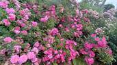 Stadt Rom rose photo