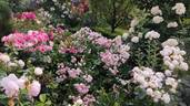 Vesalius rose photo