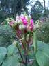 Madame Marcel Fauneau rose photo