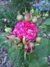 Madame Marcel Fauneau rose photo