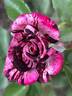 Dottie rose photo
