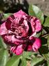 Dottie rose photo