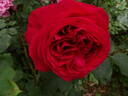Heathcliff rose photo