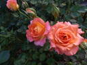 Carnival Glass rose photo