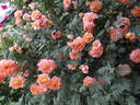 Carnival Glass rose photo