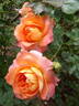 Carnival Glass rose photo