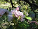 Pretty Lady ™ rose photo