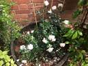 Alice Garnier rose photo