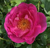 Herbalist rose photo
