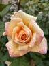 Tahitian Sunset ™ rose photo