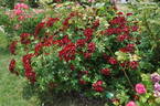 KO 10/7456-02 rose photo