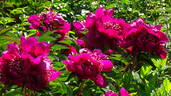 Crimson Glory peony photo