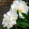 Madame Jules Dessert peony photo