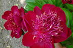 Hari-Ai-Nin peony photo