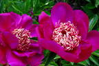 Barrington Belle peony photo