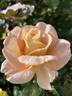 King's Macc rose photo