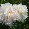 Boule de Neige peony photo